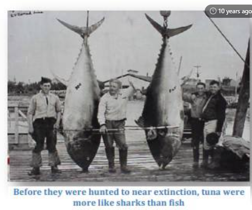 we suffer from landscape amnesia - as a child I have seen these huge tuna in italy