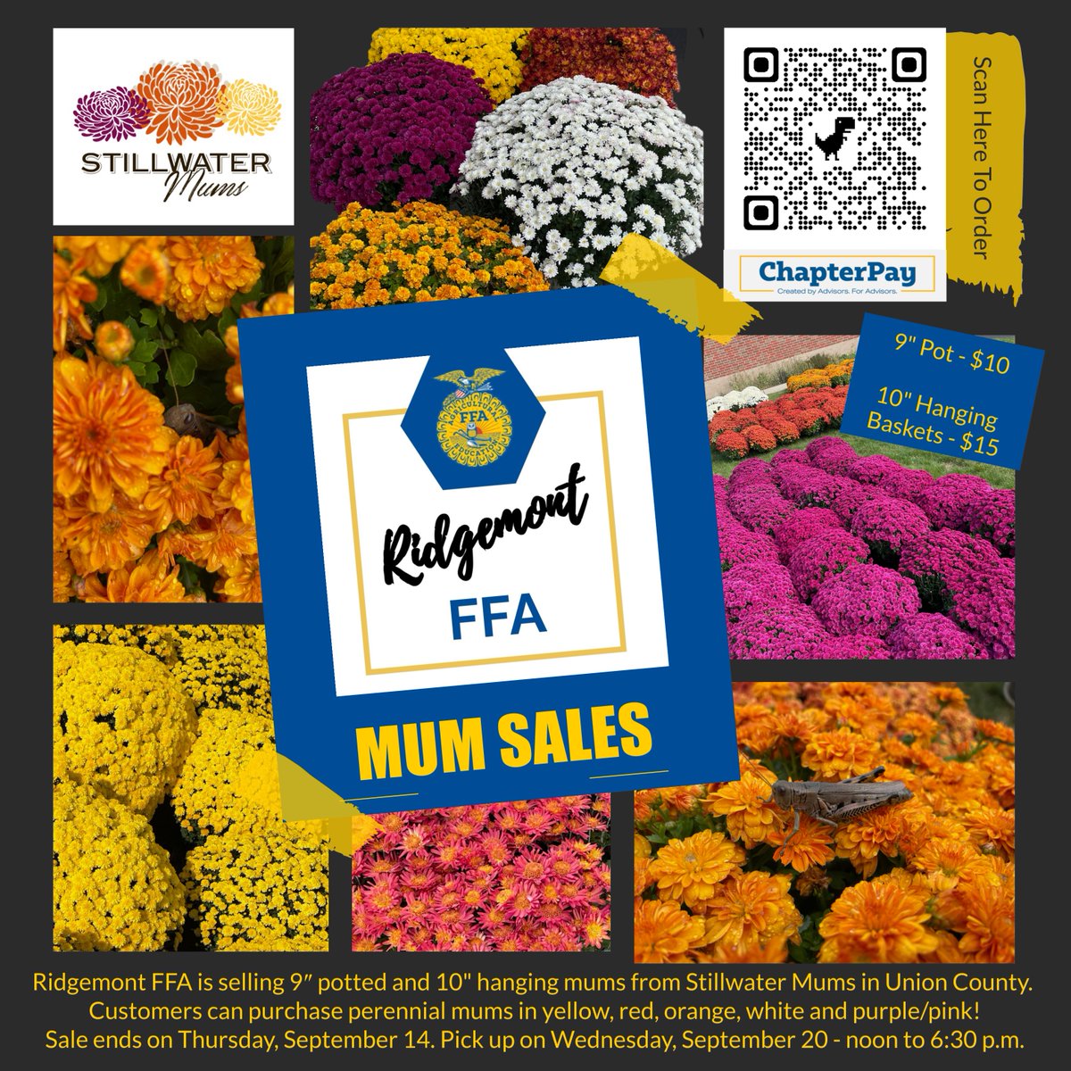 ridgemontffa's tweet photo. 🍂🌼 Get Ready for Fall with Gorgeous Mums from Ridgemont FFA! 🌼🍂 Order today at:
https://t.co/pqbmPWqhFk 🌺
 @ridgemontlocal https://t.co/8vQrOA8Sl4