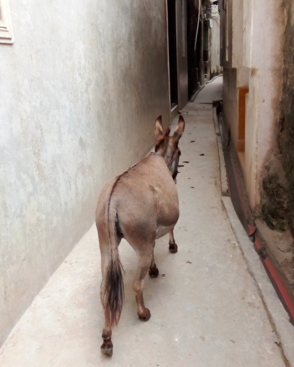 satima_exp's tweet photo. The streets of Lamu - donkeys are a means of transport
#SatimaExpeditions #CreateUnforgettableMemories #explorelamu #Holidays #staycation #tembeakenya #views1m #magicalkenya #redicoverthemagic #travel #travellife #travelgram #travelling #traveltheworld #photography https://t.co/aEV8dX7eTG