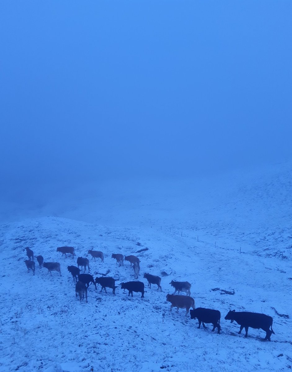 KurtNiederhuse1's tweet image. 