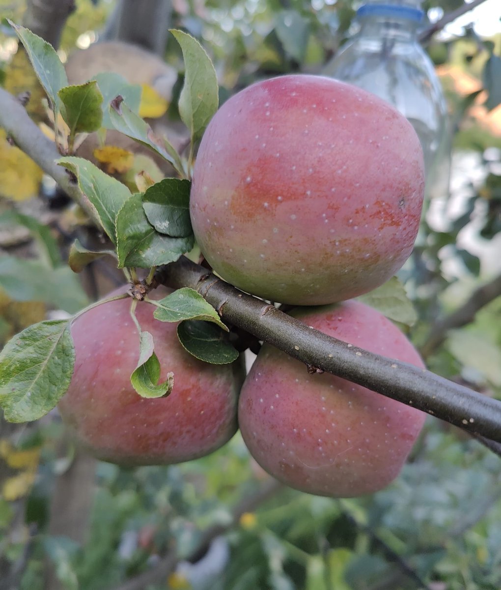 Another #Mondaymorning, another #5amwritersclub to fill with words as the week begins. Working on my freebie this morning and content for my HP. Have a great week #WritingCommunity! 

#scifi #softscifi #SFF #amwriting #amediting #apples #bernerrose