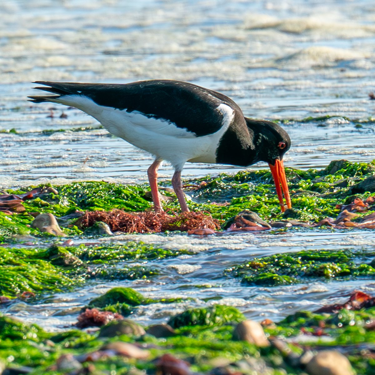 Oystercatcher on the Sandspit #Hengistburyhead Dorset @SightingDOR @CHOG_birds @BTO_Dorset @Natures_Voice @NatureUK @BirdGuides @birdingplaces