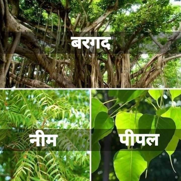 पिछले 70 सालों में पीपल, बरगद और नीम के पेडों को सरकारी स्तर पर लगाना साजिशN बन्द किया गया है...

ये तीनो पेड़ सबसे ज्यादा ऑक्सीजन देते हैं.. और पीपल कार्बन डाई ऑक्साइड का 100% एबजार्बर है, बरगद 80% और नीम 75% अब सरकार ने इन पेड़ों से दूरी बना ली तथा इसके बदले विदेशी यूकेलिप्टस