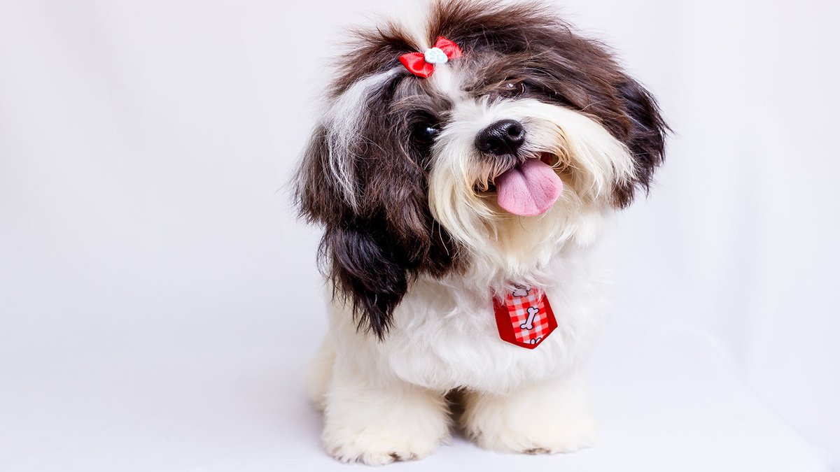 sage_s65739624's tweet photo. You might ask whether you ought to shave your dog during the summer when the temperature starts to skyrocket. Is it necessary to shave the dog during the summer. #Dogs #Dogs_Care #Dog_Grooming #Summer #Pet #Shave_dog_during_the_summer
https://t.co/NrUTZkkLJt https://t.co/yeZpMJFFed