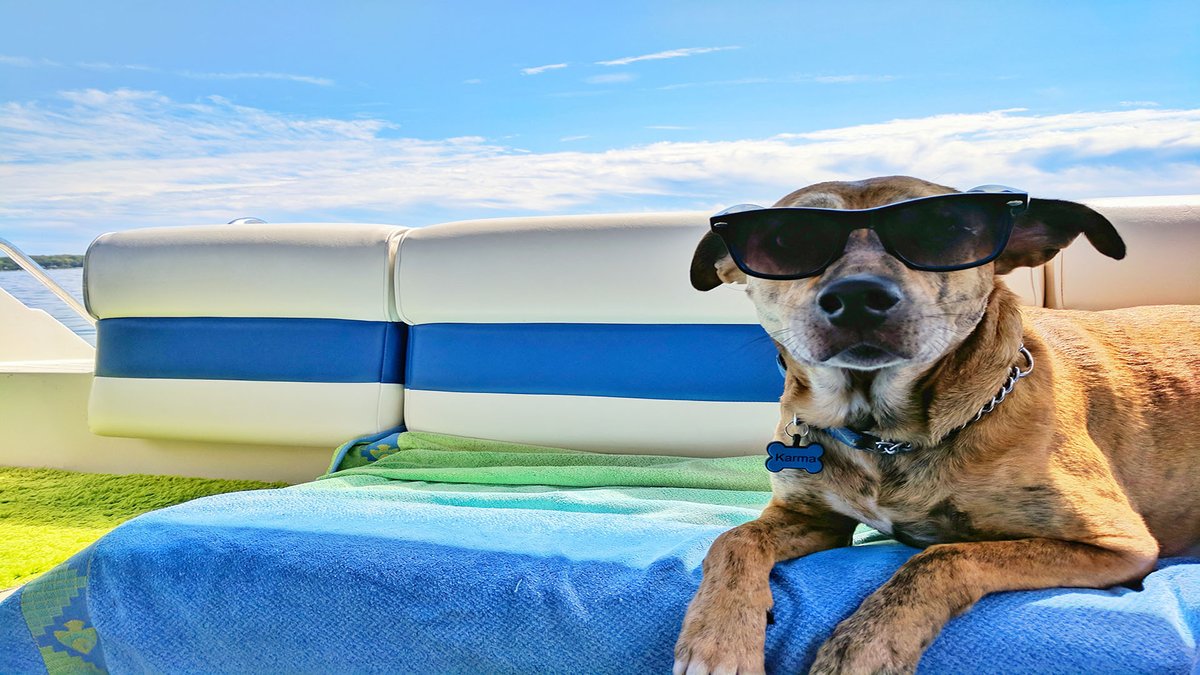 sage_s65739624's tweet photo. You might ask whether you ought to shave your dog during the summer when the temperature starts to skyrocket. Is it necessary to shave the dog during the summer. #Dogs #Dogs_Care #Dog_Grooming #Summer #Pet #Shave_dog_during_the_summer
https://t.co/NrUTZkkLJt https://t.co/yeZpMJFFed