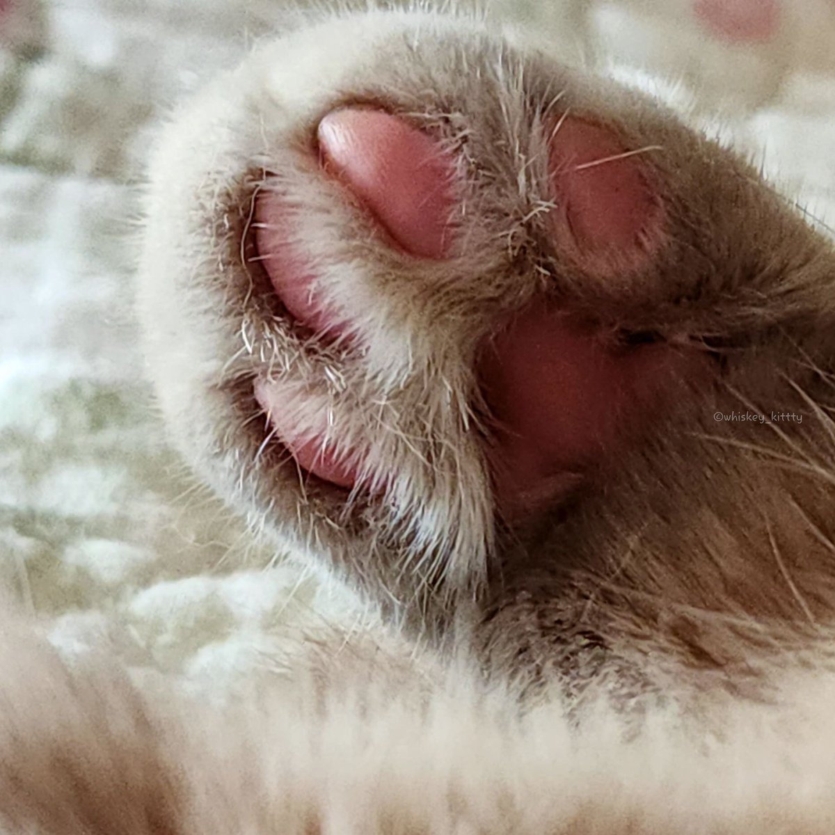 Toe beanies 🐾

#CatsOfTwitter #CatsOfX #catsofinstagram #paws