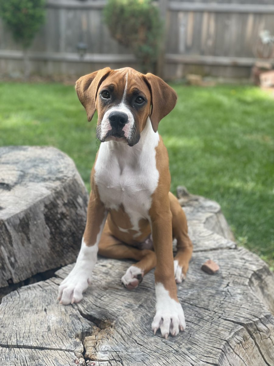 goavs925's tweet photo. Growing like a weedππ Heβs so cute #myclark #myolive https://t.co/PfACywynkA