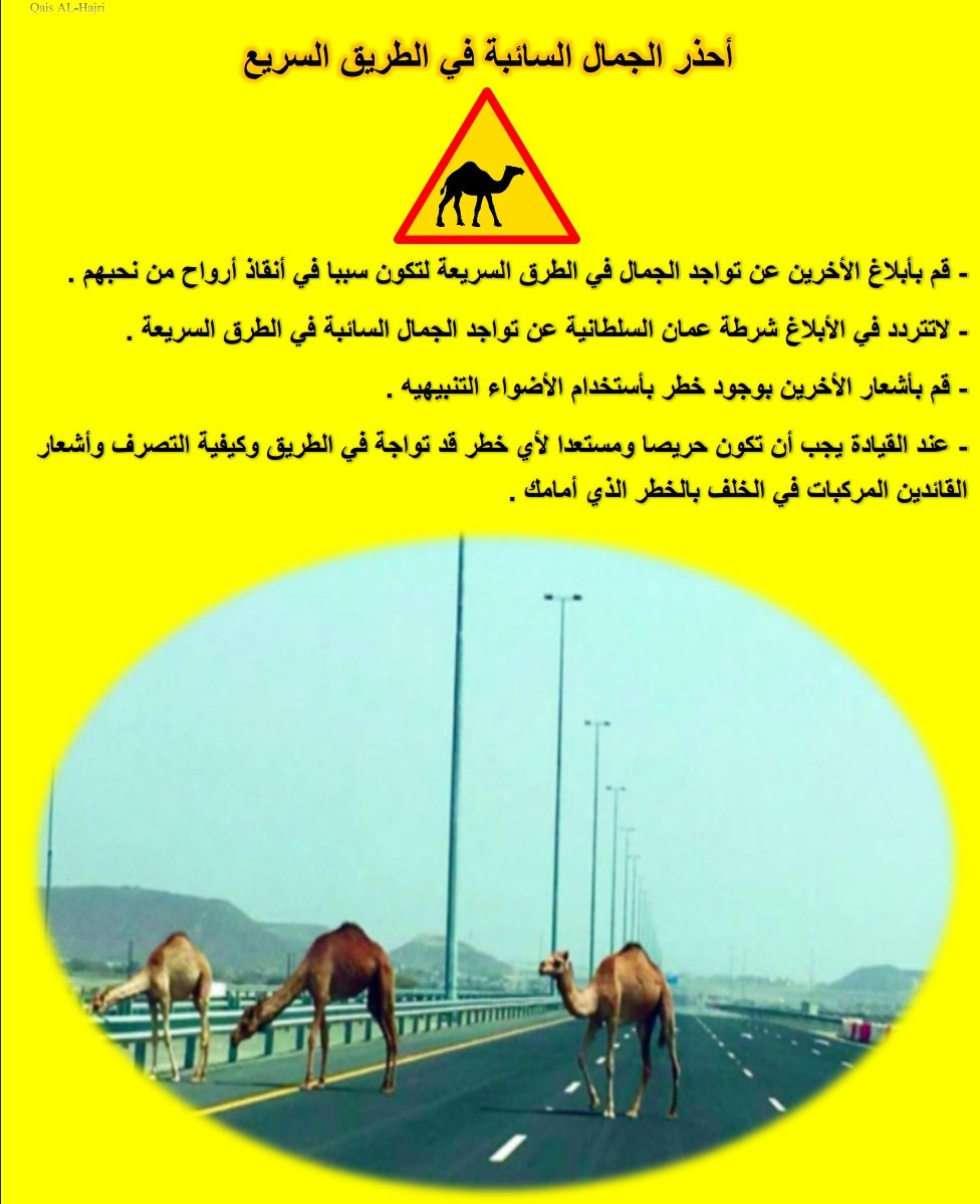 qais45666's tweet photo. @AliSalimAlrash2 لا نعلم ماهي أسباب الصمت وعدم أتخاذ الأجراءات للحد من ترك الجمال السائبة على الطرق? https://t.co/ijgpICFY6g