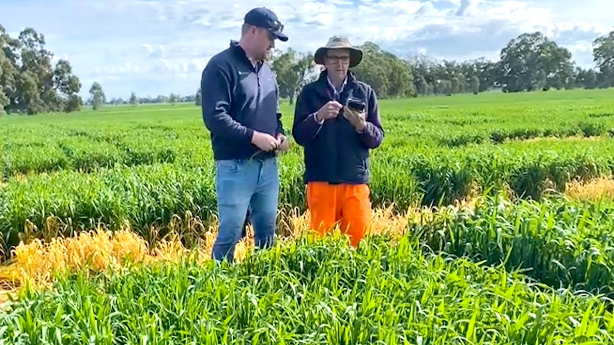 BreedersPlant's tweet photo. Checking LRPB Matador crops &amp; trials after good recent rains at Bordertown, SA. A lot of fun when one of the agros is your Son! Thanks Gus &amp; Western Ag. https://t.co/YvT9Ue4ZDD