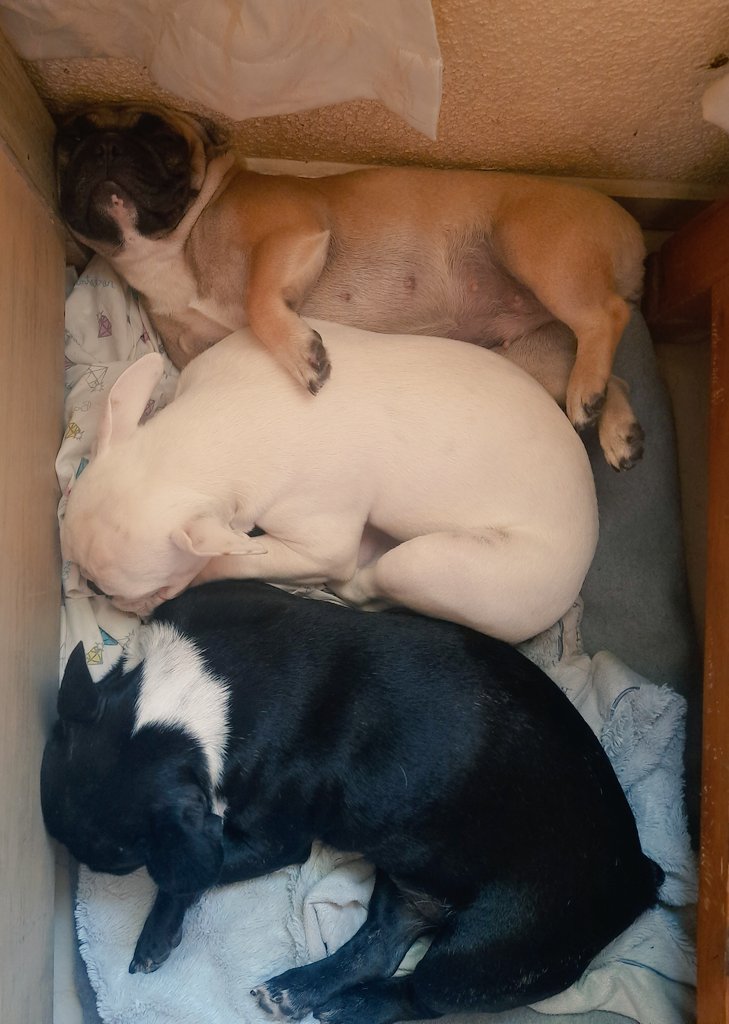 GisellSM17's tweet photo. Los amo mucho, y espero que el tiempo que los tuve conmigo hayan sido los perritos más felices del mundo y le ruego a dios, que a donde sea que se los hayan llevado, estén bien, jamás sean maltratados y los amen tanto como yo los amé y los seguiré amando. https://t.co/nWJCZENsMd