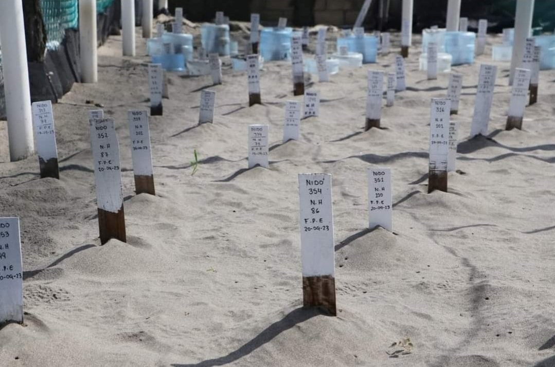 Nidos de tortuga marina en Puerto Arista. Se dotó de equipo a los trabajadores de ese campamento para que el combate de uno de sus más peligrosos depredadores: el ser humano, sea más eficaz.