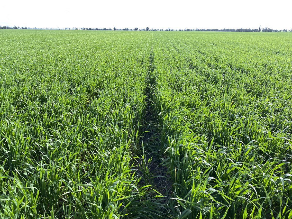 BreedersPlant's tweet photo. Checking LRPB Matador crops &amp; trials after good recent rains at Bordertown, SA. A lot of fun when one of the agros is your Son! Thanks Gus &amp; Western Ag. https://t.co/YvT9Ue4ZDD