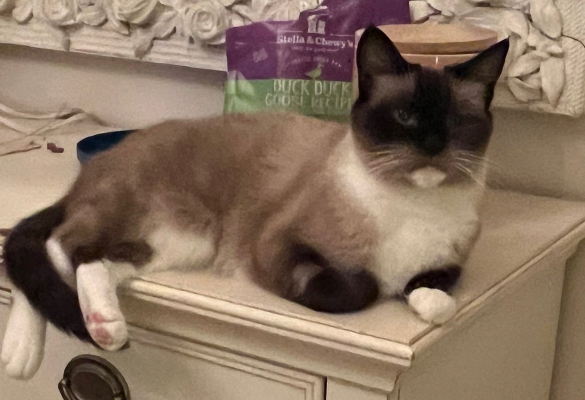 Meet Nutmeg a 10 yr Chocolate Point #Siamese mix. She is friendly, loving &amp; she is looking for a loving family where she can live the good life that she deserves. To meet her contact us: catconnection@sbcglobal.net  Adoptions by appointment only. #CatsOfTwitter #CatsAreFamily
