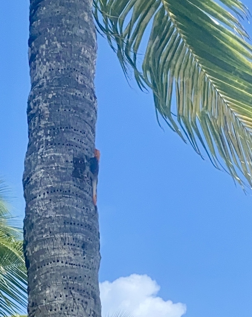 Matthijs van den Burg (@mpvandenburg1) on Twitter photo 🚨 New Agama sighting reported on <a href="/inaturalist/">iNaturalist</a> from the Bahamas <a href="/BNTBahamas/">Bahamas National Trust</a>. Very alarming giving this non-native species is expected to negatively impact native #reptiles, such as anoles <a href="/AnoleAnnals/">Anole Annals</a>. Read our recent conservation letter doi.org/10.1111/acv.12…
📷 by court_84 🚨 New Agama sighting reported on <a href="/inaturalist/">iNaturalist</a> from the Bahamas <a href="/BNTBahamas/">Bahamas National Trust</a>. Very alarming giving this non-native species is expected to negatively impact native #reptiles, such as anoles <a href="/AnoleAnnals/">Anole Annals</a>. Read our recent conservation letter doi.org/10.1111/acv.12…
📷 by court_84