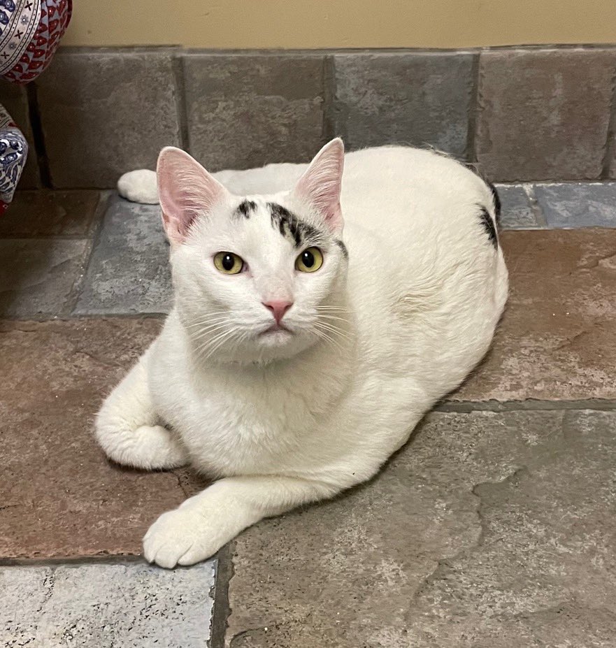 CatConnectionLA's tweet photo. HELP Please!! FOSTER HOME Needed!

Meet Niko a 3 yr White/Black Tabby Turkish Van mix. Niko is friendly and affectionate and loves people. Niko is the perfect companion and will bring lots of love and friendship to a new catconnection@sbcglobal.net #CatsOfTwitter #Adoptable https://t.co/h8yipxGcbq