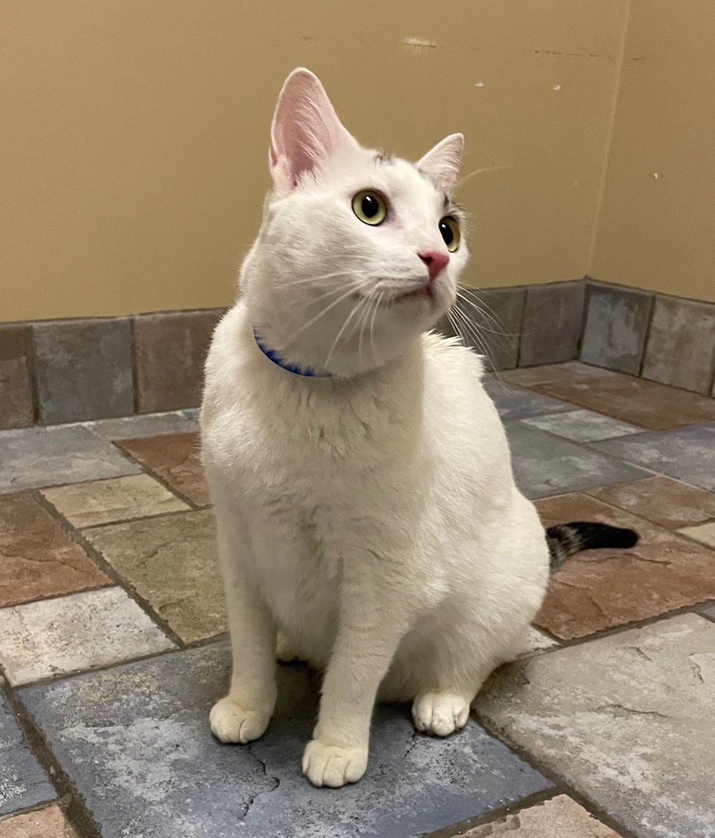 HELP Please!! FOSTER HOME Needed!

Meet Niko a 3 yr White/Black Tabby Turkish Van mix. Niko is friendly and affectionate and loves people. Niko is the perfect companion and will bring lots of love and friendship to a new catconnection@sbcglobal.net #CatsOfTwitter #Adoptable
