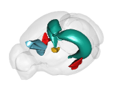 Just out: Check out our newest review on brain #clearing techniques for #memory #engram research! frontiersin.org/articles/10.33…