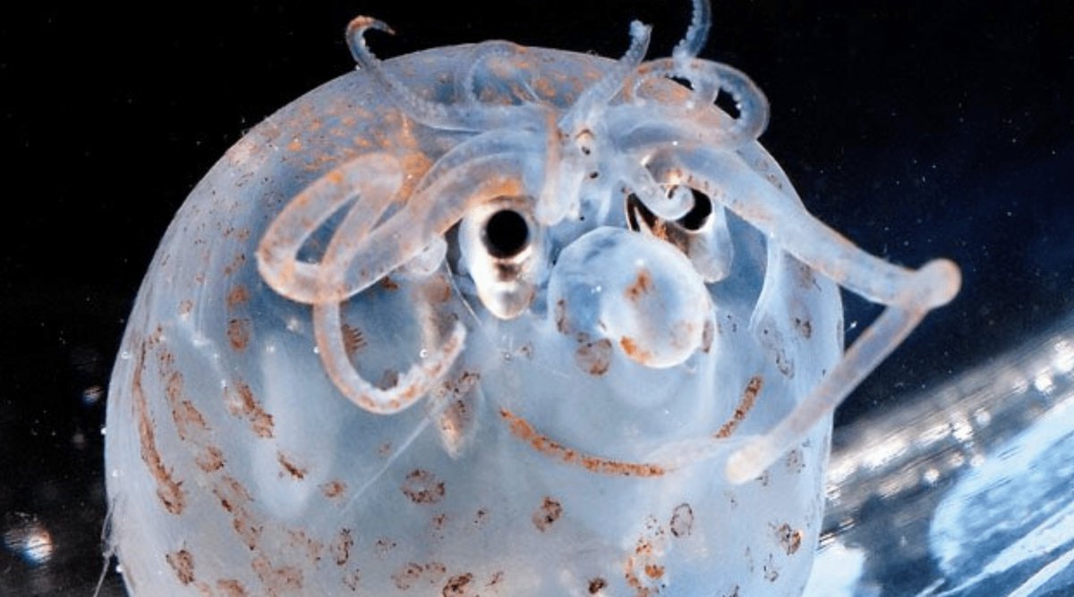 Deep_Sea_Facts's tweet photo. The piglet squid is named after its round plump body and they have developed retractable tentacles that help capture prey and bring it to its mouth #fact #facts https://t.co/uvPIWgMU12