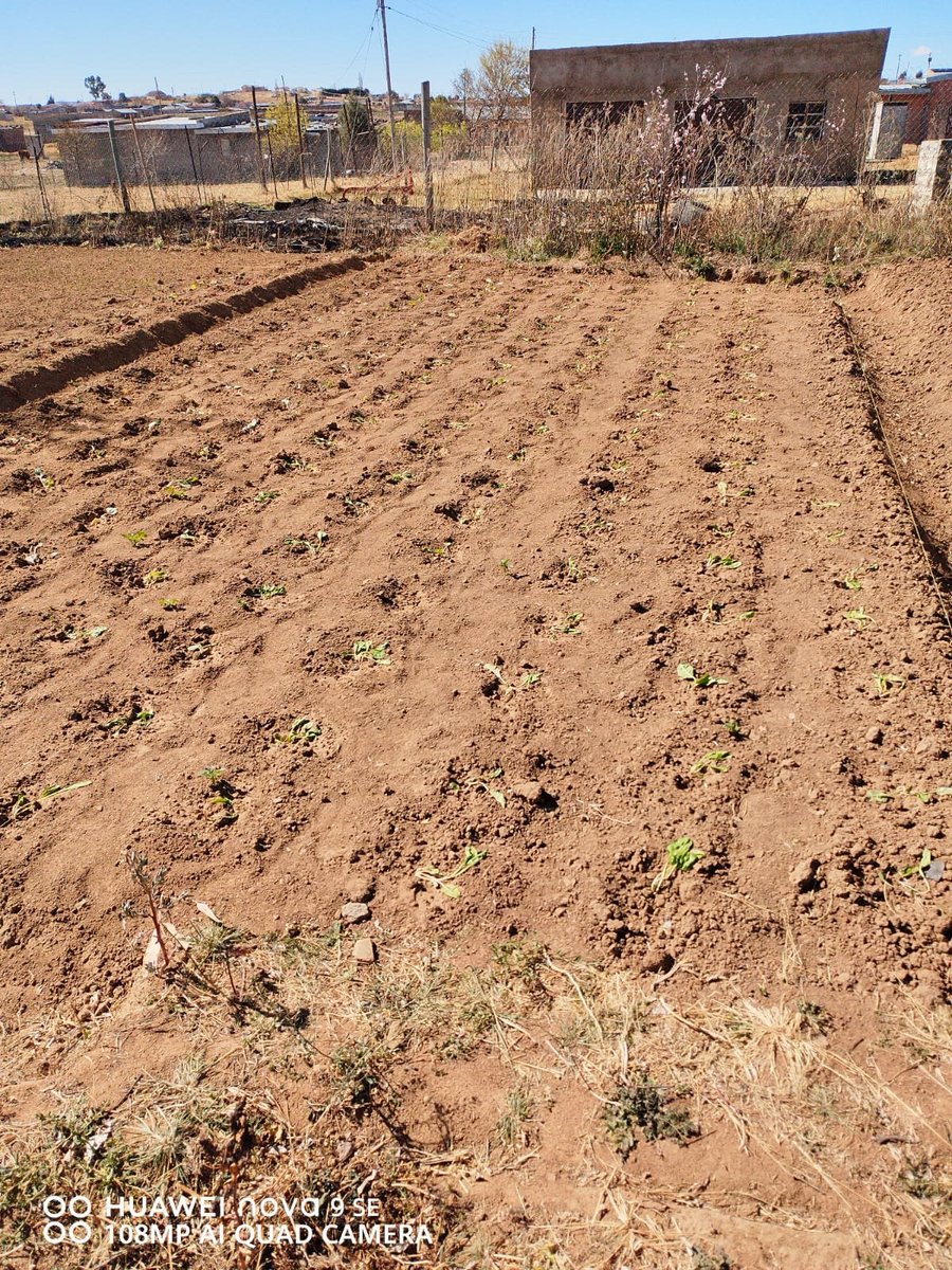 KuwaneF's tweet photo. This beautiful vegetable garden is managed by 3 dedicated women. They have started to grow more vegetables 🙏 https://t.co/YiyRRttckT