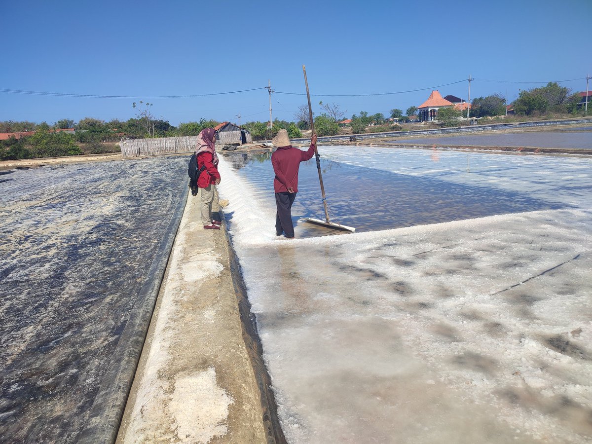 13Citranf's tweet photo. Kamis(24/08),Citra NF Luhkan Kab. #Pmekasan mendampingi #Panen Garam Rakyat di Bpk Misnal Ds.Branta Tinggi, Meja Kristal uk. 12m x 50m #Produksi sbnyk 3,8ton, UP:10hari,harga 1,2jt/ton 
#Luhlapor
#GiatLuhkanSatminkalBWI @bppsdm_bp3bwi 
@puslatluhkp https://t.co/aZ9ekVvuOX