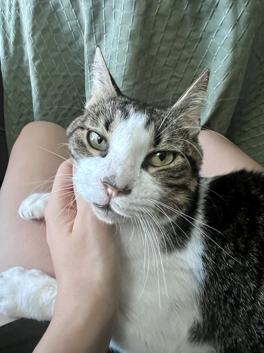 begoodgarcia's tweet image. El amor es esta cara.
#Pepethecat