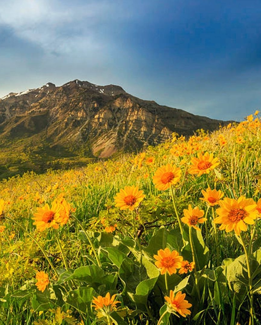 Spring flowers on Squaw Peak in Utah, USA