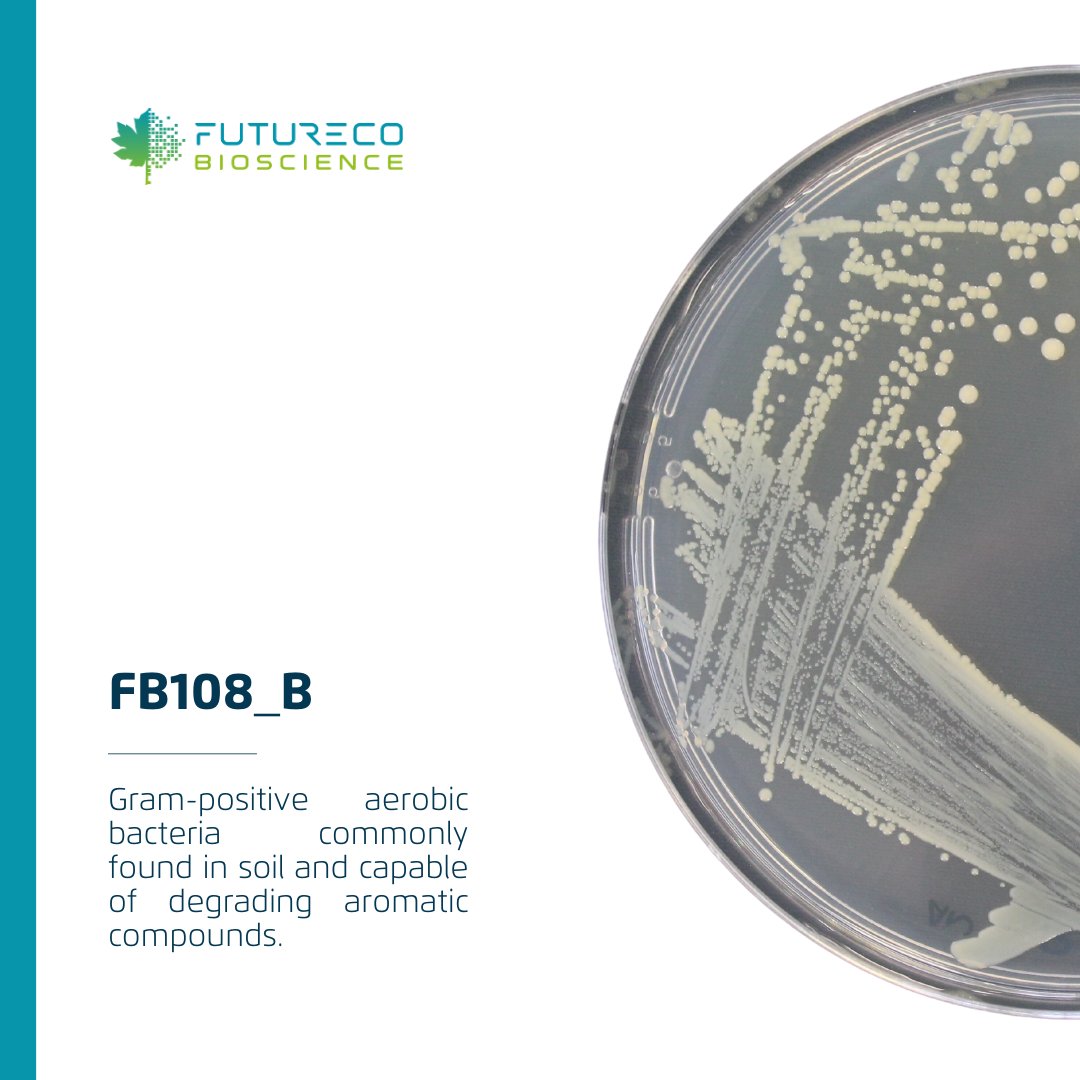 FuturecoBiosci's tweet photo. FB108_B is an aerobic #grampositive bacterium commonly found in soil that can degrade aromatic compounds.
Will it be a game-changer in mitigating pollution caused by agricultural chemicals? Share your insights in the comments below! 

#FuturecoScience #microbelife #bioremediation https://t.co/ajSjFCHyuf
