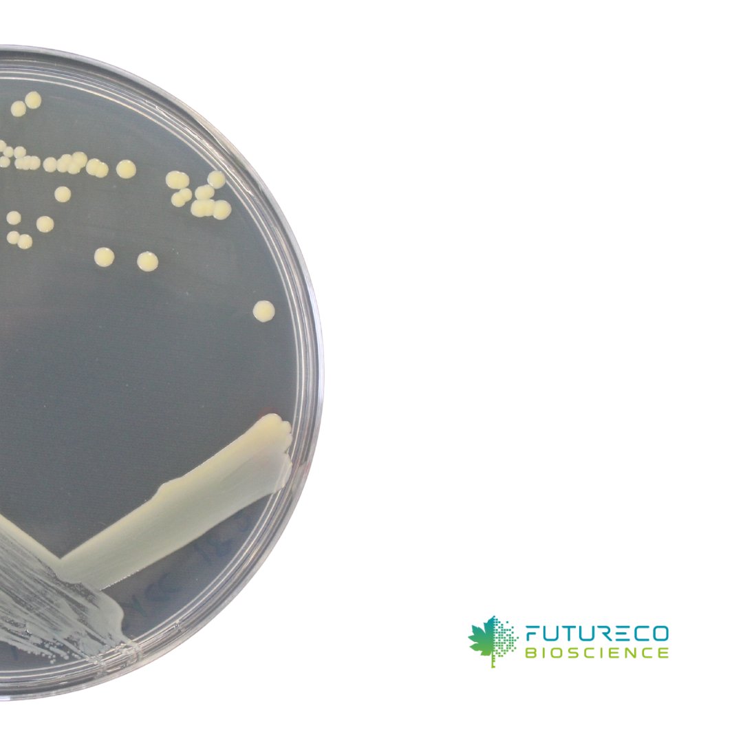 FuturecoBiosci's tweet photo. FB108_B is an aerobic #grampositive bacterium commonly found in soil that can degrade aromatic compounds.
Will it be a game-changer in mitigating pollution caused by agricultural chemicals? Share your insights in the comments below! 

#FuturecoScience #microbelife #bioremediation https://t.co/ajSjFCHyuf
