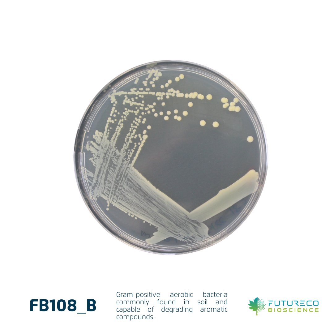 FuturecoBiosci's tweet photo. FB108_B is an aerobic #grampositive bacterium commonly found in soil that can degrade aromatic compounds.
Will it be a game-changer in mitigating pollution caused by agricultural chemicals? Share your insights in the comments below! 

#FuturecoScience #microbelife #bioremediation https://t.co/ajSjFCHyuf