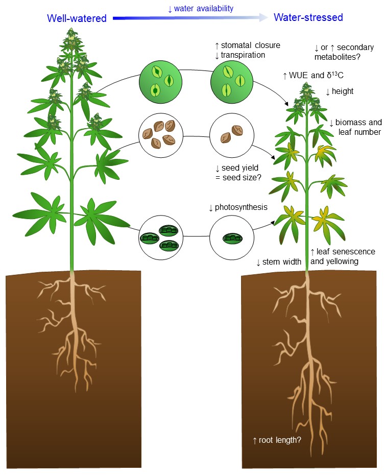 Dr Ali Gill (@aligill_) on Twitter photo Interested in the potential of #industrialhemp as an emerging #drought resistant fibre crop? Curious about its water use vs other fibre crops? Wonder how it responds to water deficit? Check out our recently published <a href="/plantandsoil/">Plant and Soil</a> review!
tinyurl.com/3rk6wmjh Interested in the potential of #industrialhemp as an emerging #drought resistant fibre crop? Curious about its water use vs other fibre crops? Wonder how it responds to water deficit? Check out our recently published <a href="/plantandsoil/">Plant and Soil</a> review!
tinyurl.com/3rk6wmjh