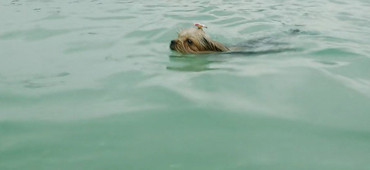 this dog is in waters everytime struggling for its life #Meg2TheTrench
