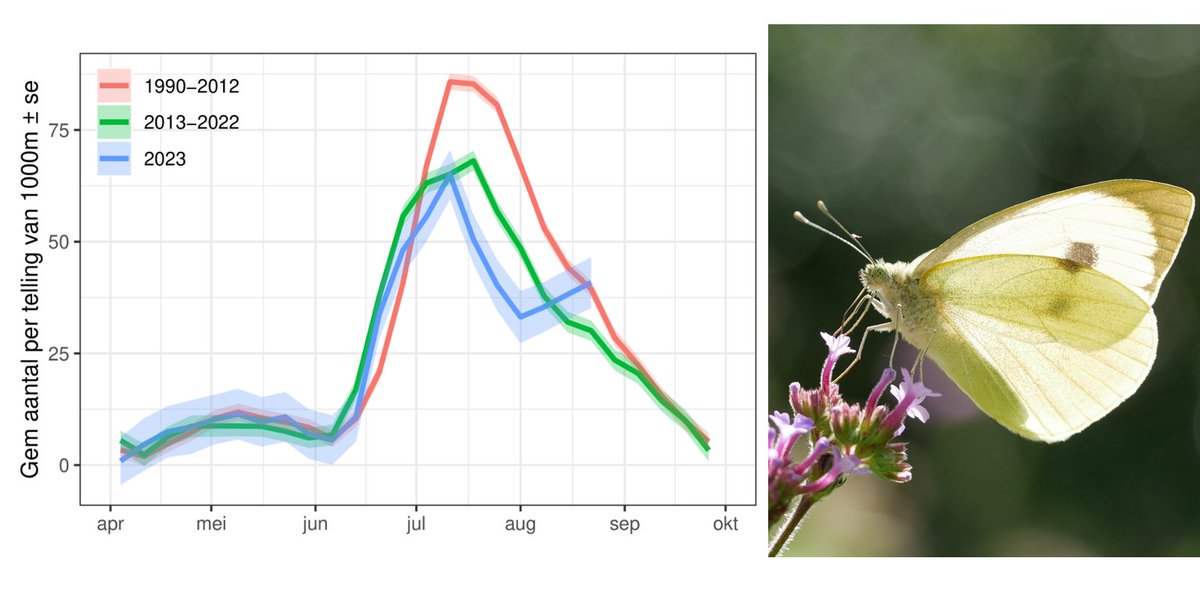 Remarkable twist in the mean number of butterflies on Dutch Butterfly Monitoring transects: instead of the usual decline in August numbers went up (a little), caused by lots of Whites (Pieris species), Small Heath (C pamphilus) and Small Copper (L phlaeas).