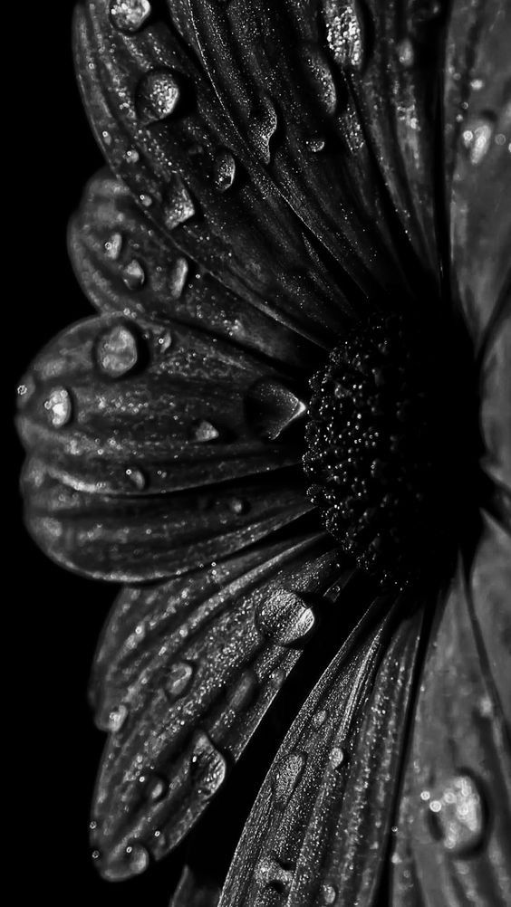 En un pétalo una lágrima
en una flor un deshojado corazón,
en la tierra una vida que yace eterna...