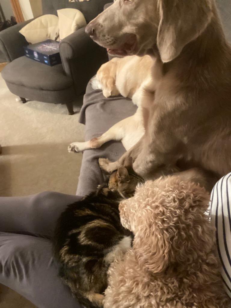 dog_nancy's tweet photo. Mum is rubbish and she apologies for the lack of me and Peggy updates recently but since Dad died she is quite sad 😞 Anyway, she’s taken the teenagers on holiday so me and Peggy are staying with friends, we are having the best time! Look at us all sharing a sofa 😂 https://t.co/a7mSQLyP2z
