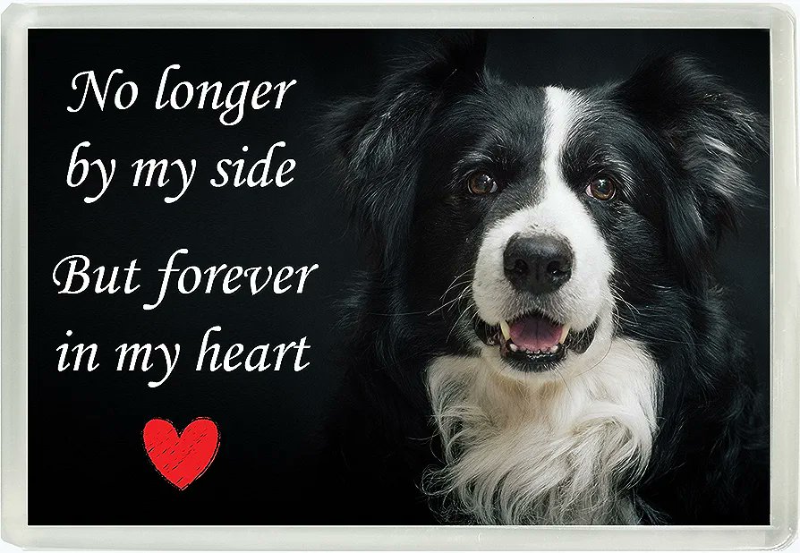 Today is #RainbowBridgeRemembranceDay 🌈 

Let's share all those pets who are no longer by our side but always in our heart ♥️