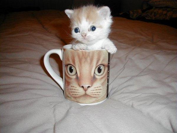Barnacules's tweet image. There are a few years where my mailbox was just bombarded with cat pictures for some reason 🤣 Now I get to share them with you as I'm rediscovering them thanks to github.com/Barnacules/Gma… downloading every email attachment I've ever received 😉 #Code #Python #Codegasm