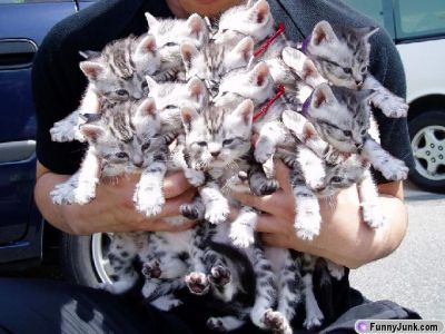 Barnacules's tweet image. There are a few years where my mailbox was just bombarded with cat pictures for some reason 🤣 Now I get to share them with you as I'm rediscovering them thanks to github.com/Barnacules/Gma… downloading every email attachment I've ever received 😉 #Code #Python #Codegasm
