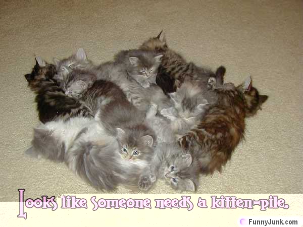 Barnacules's tweet image. There are a few years where my mailbox was just bombarded with cat pictures for some reason 🤣 Now I get to share them with you as I'm rediscovering them thanks to github.com/Barnacules/Gma… downloading every email attachment I've ever received 😉 #Code #Python #Codegasm
