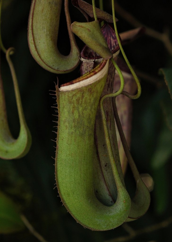 carnivorous plant 🌿
#食虫植物 #ウツボカズラ
#photography #carnivorousplant
#私とニコンで見た世界 #Nikon
ミステリアスな食虫植物の美しさ💜