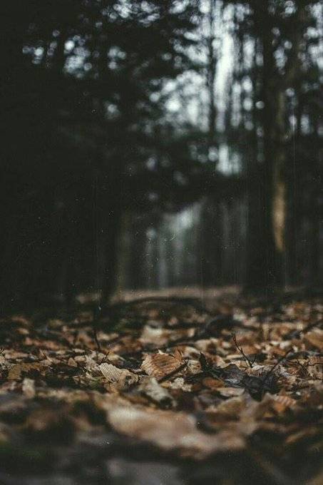 SharingKnowldge's tweet photo. "As you start to walk on the way, the way appears."

- Rumi https://t.co/hvMj4rBGKy