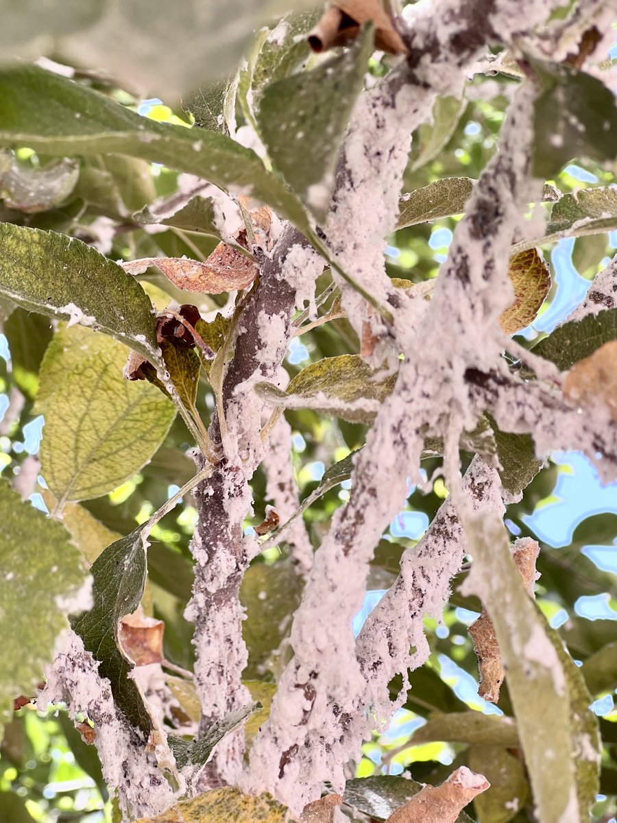 awaicekhan's tweet photo. Saw an apple tree (at Sultan Sazligi near Kayseri, #Türkiye) devastated by Woolly apple aphid! WAA is a serious pest of #Apples that feeds on twigs, trunk or rootstocks of apples and can result in reduced vigor or death of trees. https://t.co/0FdtByuN7q