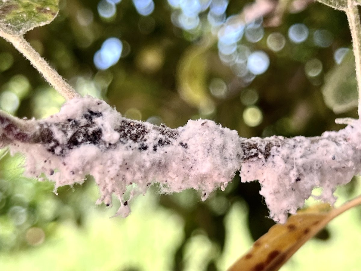 awaicekhan's tweet photo. Saw an apple tree (at Sultan Sazligi near Kayseri, #Türkiye) devastated by Woolly apple aphid! WAA is a serious pest of #Apples that feeds on twigs, trunk or rootstocks of apples and can result in reduced vigor or death of trees. https://t.co/0FdtByuN7q