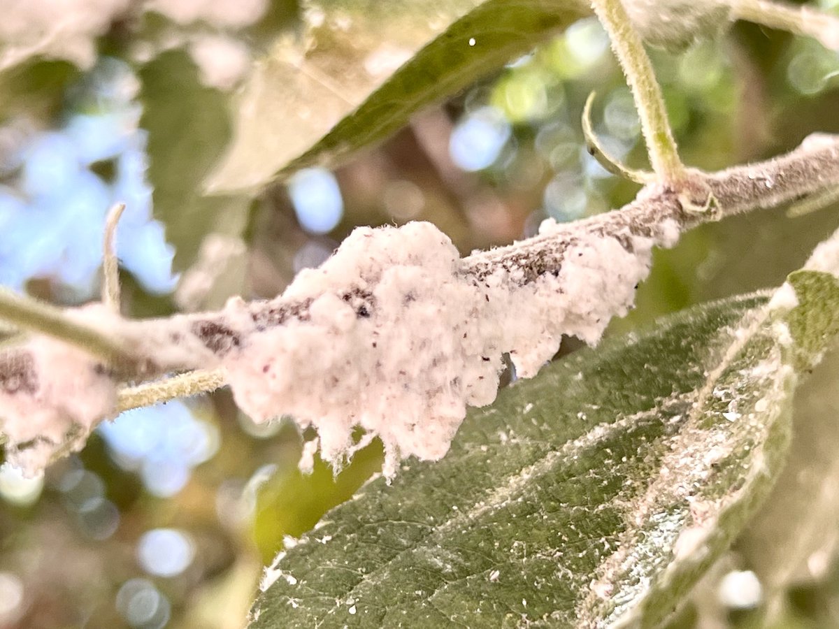 awaicekhan's tweet photo. Saw an apple tree (at Sultan Sazligi near Kayseri, #Türkiye) devastated by Woolly apple aphid! WAA is a serious pest of #Apples that feeds on twigs, trunk or rootstocks of apples and can result in reduced vigor or death of trees. https://t.co/0FdtByuN7q