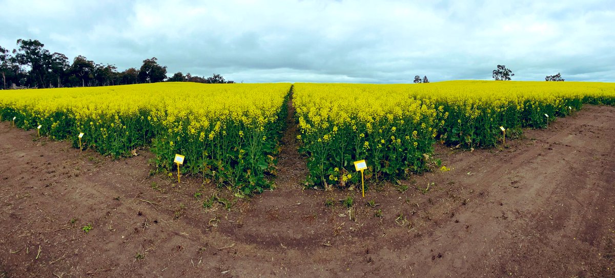 Trialling high yielding, reduced emission intensity canola. Maximising &amp;🤞 growing yield, whilst reducing the GHG profile.
