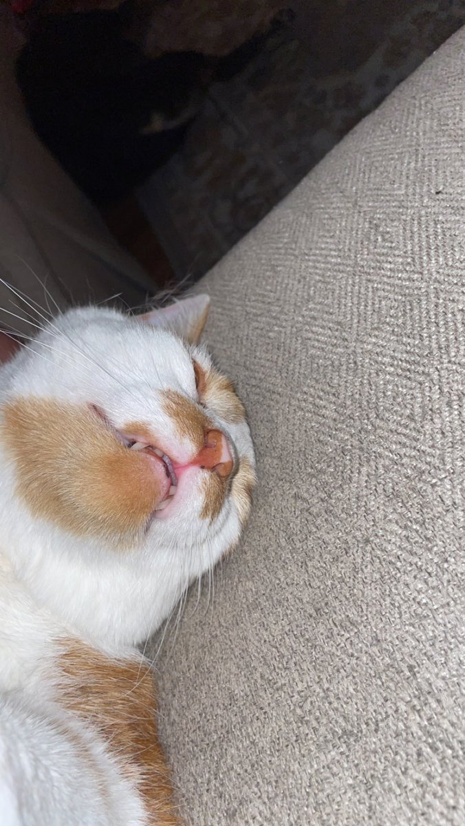 Sunday scaries…Sal seems oblivious to them 💜