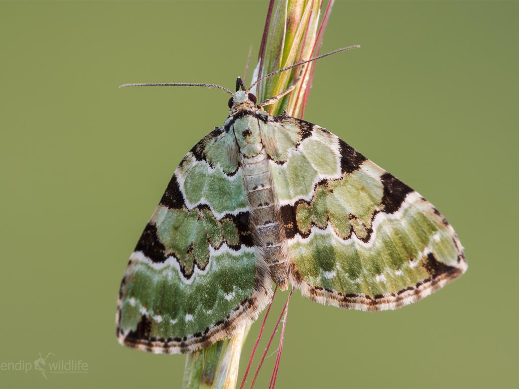 Todays #MondayMoth is the Green Carpet.🦋🌿

These guys have beautiful distinctive green colouring and fly just before dusk and into the night.🌙

📸: Heath McDonald

#Mothsmatter #savebutterflies #moths #greencarpet #butterflies
