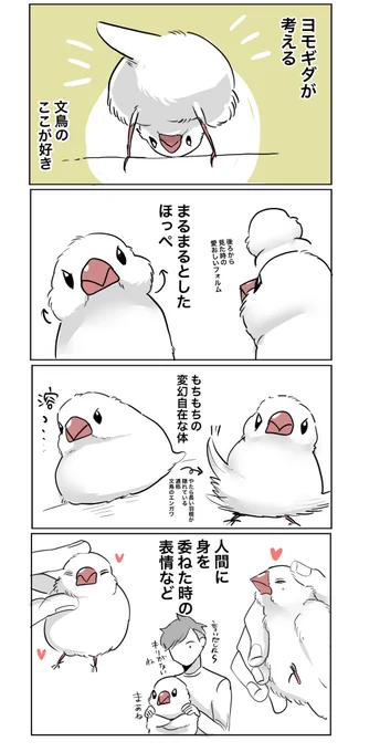 文鳥のここが好き #文鳥