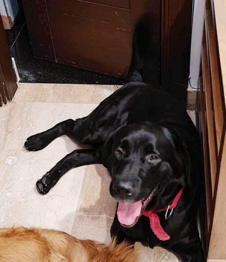 Are you looking for love?

A 4 years old loving and well grommed Labrador is up for immediate adoption at DLF Phase 1, Gurgaon.

Interested?
Please connect with Niyati on 9958813337.
One request - please don't be too judgemental as to why is this happening.