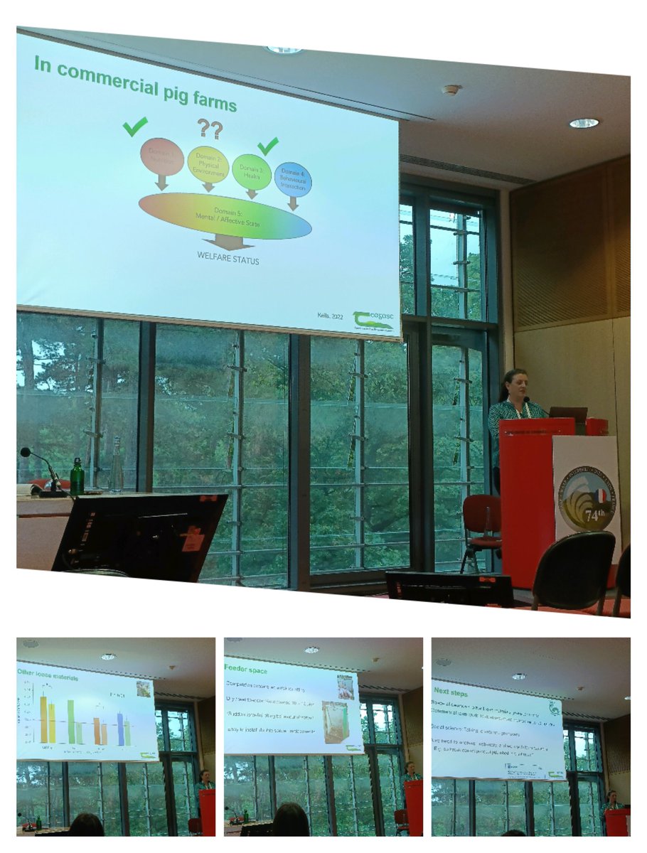 Roberta Maria D'Alessio (@robertamda) on Twitter photo How can we improve welfare on commercial pig farms? <a href="/KeelinODriscoll/">Keelin O'Driscoll</a> talked about it on the <a href="/eaap2023Lyon/">Lyon EAAP</a>, describing the multiple studies performed by <a href="/TeagascPig/">TeagascPig</a> research team! How can we improve welfare on commercial pig farms? <a href="/KeelinODriscoll/">Keelin O'Driscoll</a> talked about it on the <a href="/eaap2023Lyon/">Lyon EAAP</a>, describing the multiple studies performed by <a href="/TeagascPig/">TeagascPig</a> research team!
