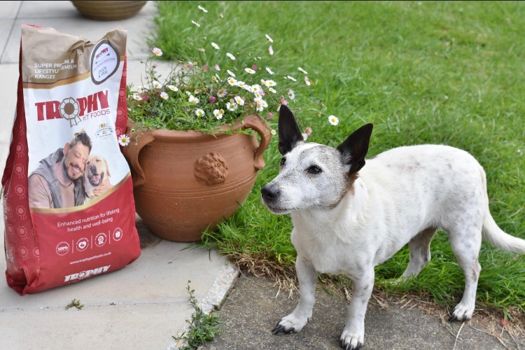 Chippie has been thriving on our food for over a decade, the secret to his boundless energy and radiant coat is none other than our Grain-Free Duck &amp; Vegetables Recipe! 🦆🥕
 #trophypetfoods #dogsoftwitter #dogs #trophypet #puppylife  #dogfood #dogfooduk  #grainfree #britishmade